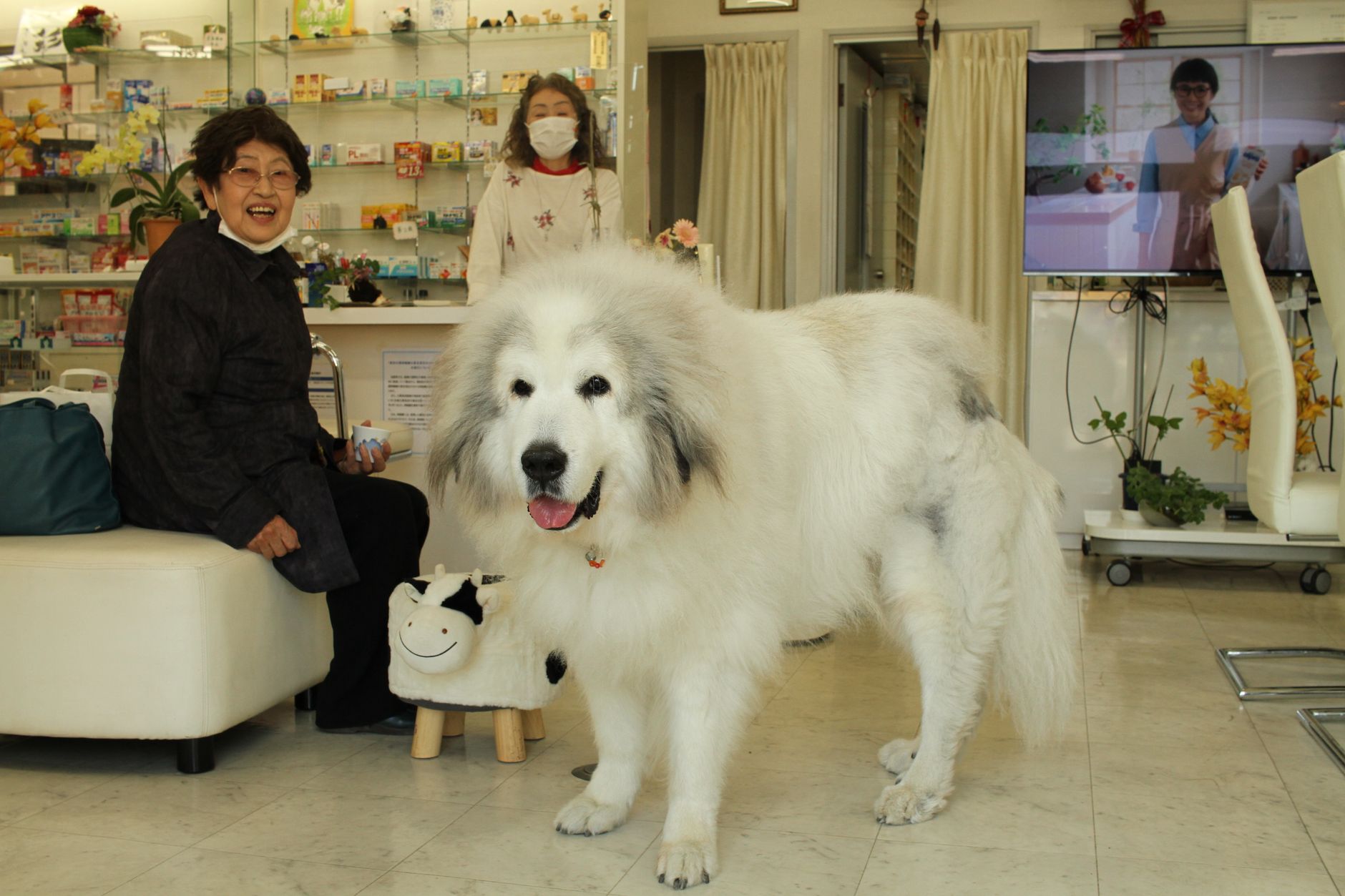 日本ペットホテル協会が豊島区・池袋に122店舗目を開設について現在確認できる情報を整理 - 1. 東京都豊島区「公園がまちを変える」ホントに変わった!イケサンパーク、南池袋公園などを視察 | ばんしょう映仁|枚方市議会議員|健康・スポーツで笑顔のまちへ!