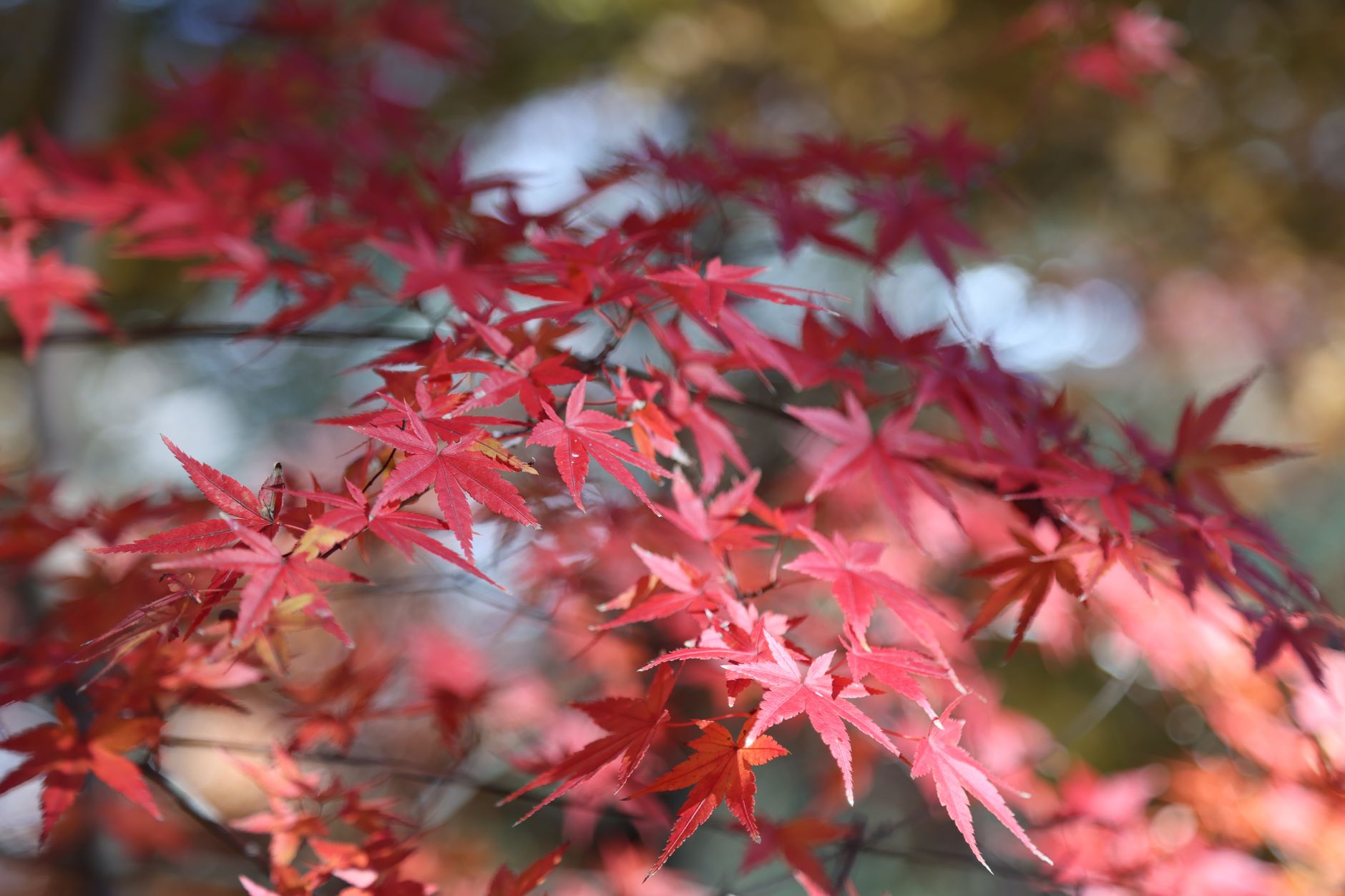 北海道の平野部で紅葉が始まった意味──日本海側の雨と秋の進み方を読み解く - なぜ北海道の紅葉は早く進むのか